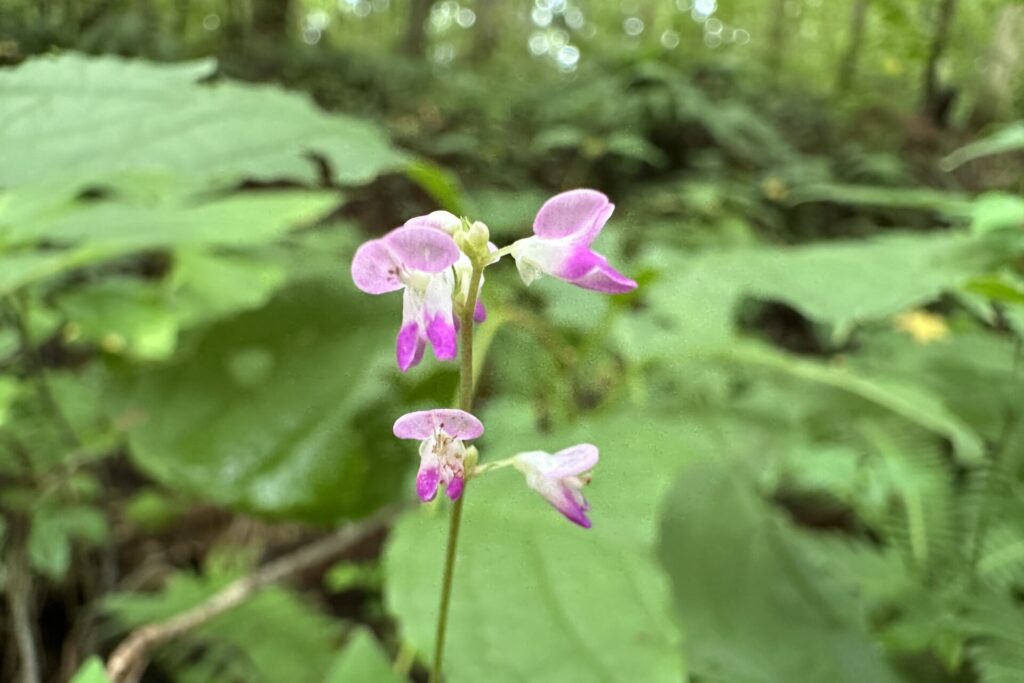 淡い桃色の花を咲かせるヌスビトハギ