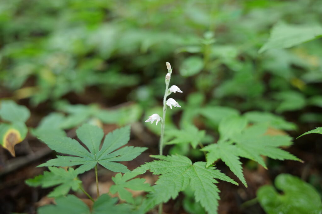 草津の森林に自生するミヤマウズラ