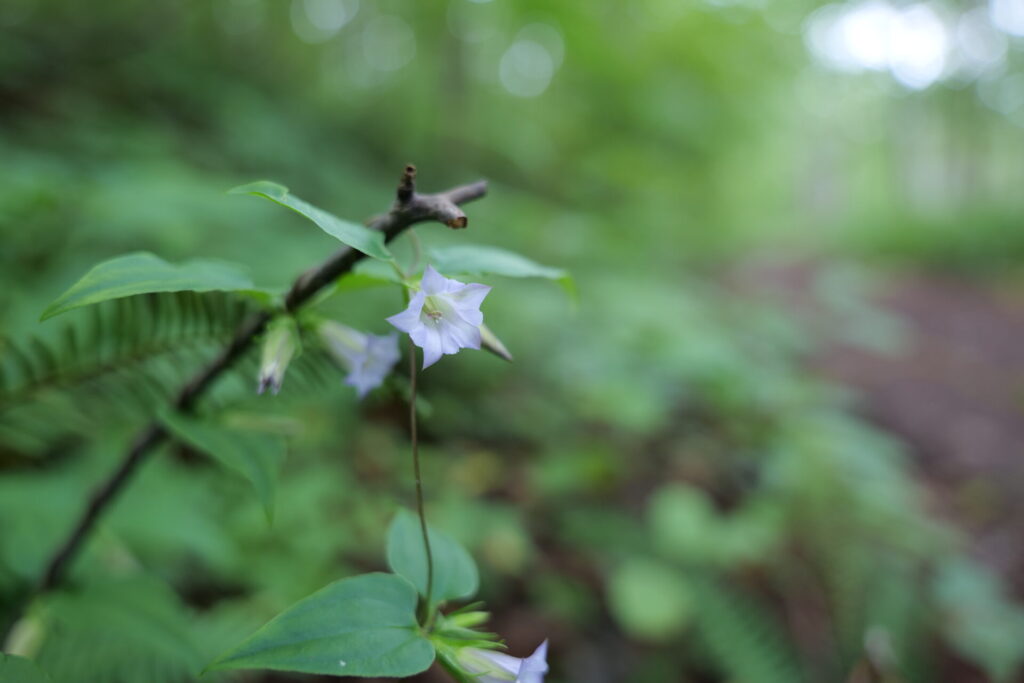 森に咲く淡い紫色のツルリンドウ