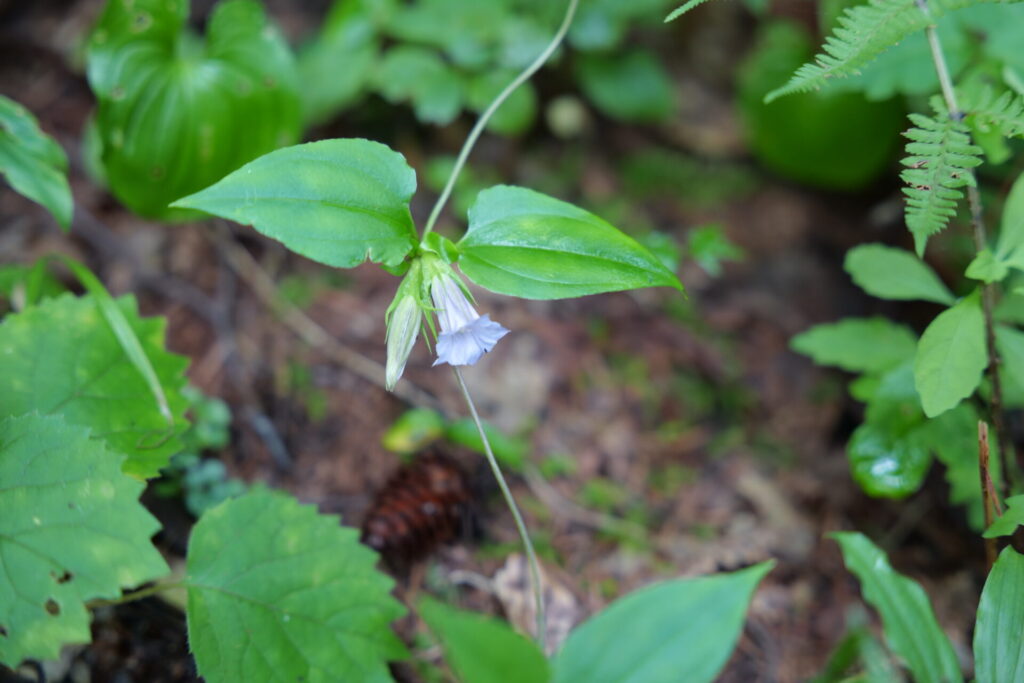 葉の間から花を咲かせるツルリンドウ
