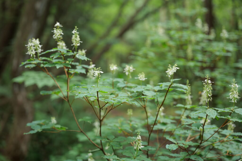 森の中に咲くホツツジの花