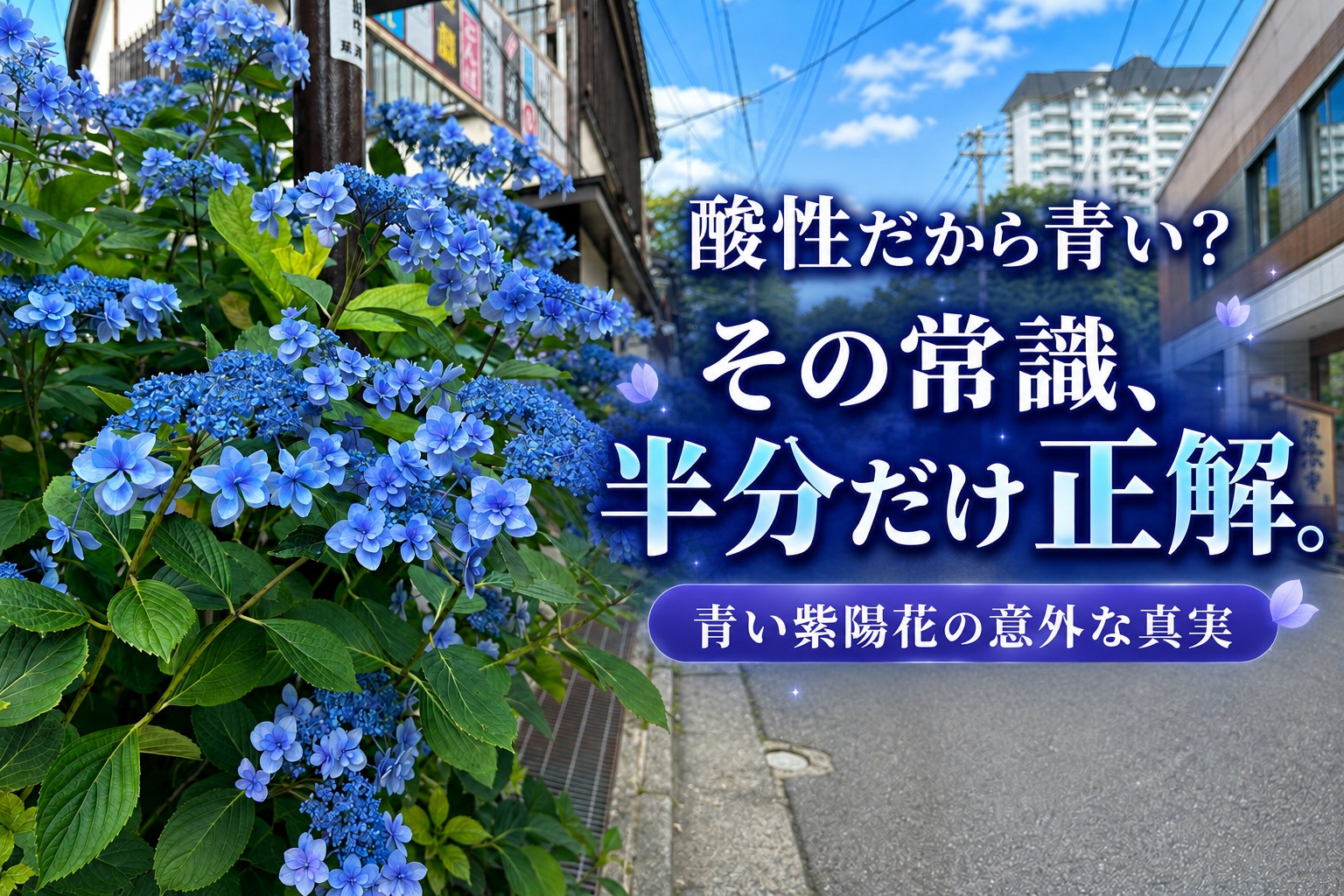 酸性だから青い」は半分だけ正解!? 8月の草津温泉に咲く紫陽花の秘密