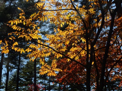 P1180641　紅葉