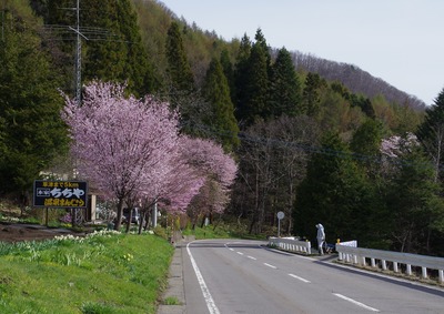 IMGP1355　桜
