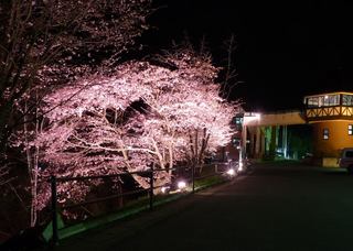P1020073　桜