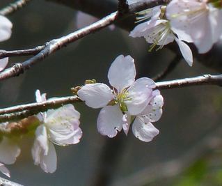 P1020054　桜