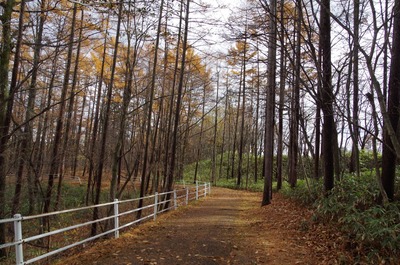 IMGP2368　森の癒し歩道