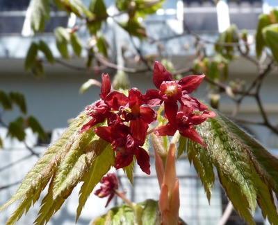 P1150863　カエデの花