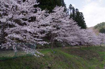 IMGP5654　桜