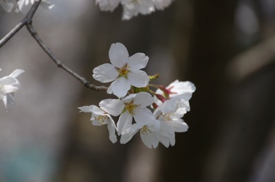IMGP5664　桜