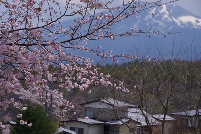 IMGP1767　浅間山と桜