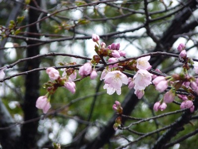 P1150547　桜