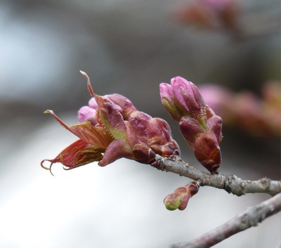 P1090449 桜の蕾