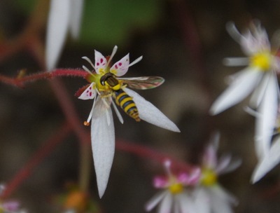 IMGP9674　ユキノシタ