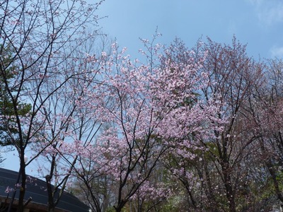 P1090454 大滝の湯　桜