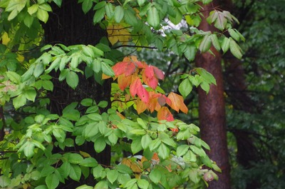 ポイズンオーク、ツタウルシ、ウルシの定義