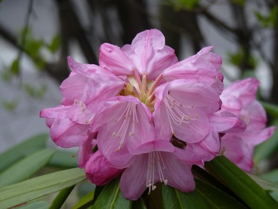 P1090498 石楠花