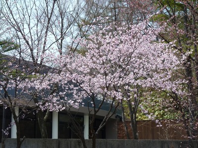 P1210689　桜