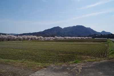 IMGP5446　桜並木