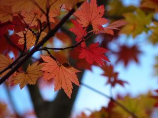 P1000989 草津温泉　紅葉