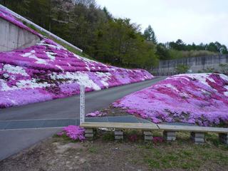 P1020131 しばざくら街道