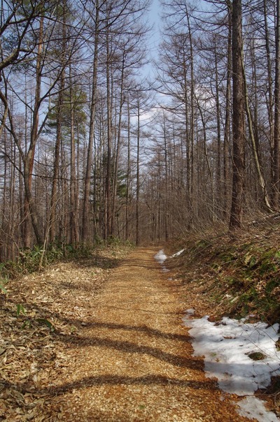 IMGP3677　森の癒し歩道