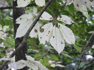 P1000955 コシアブラ　紅葉