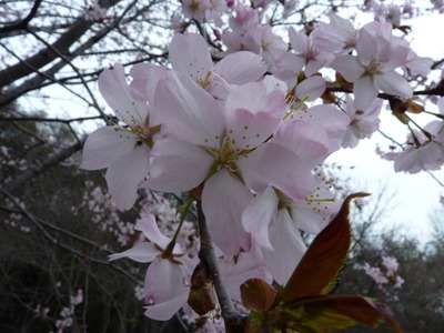 P1150521 桜