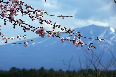 IMGP1762 浅間山と桜