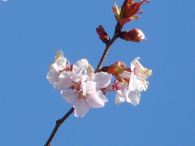 P1210848 桜