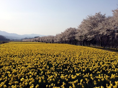 IMG_0377 岩井親水公園