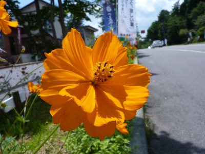 P1100594 黄花コスモス