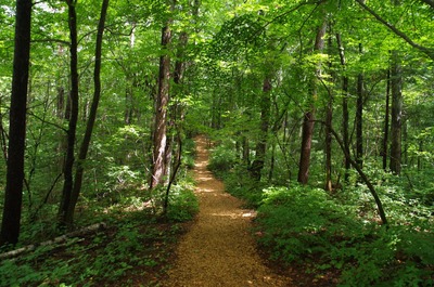 森の癒し歩道