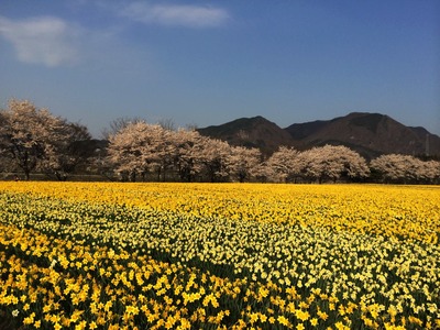 IMG_0415　岩井親水公園