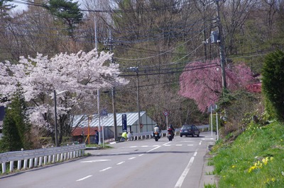 IMGP1797 桜