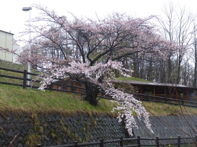 P1150558　桜