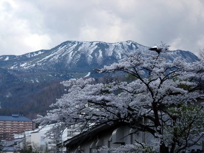 P1150666　桜と白根山
