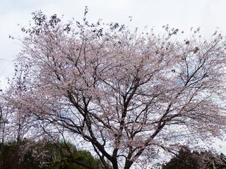 P1030716 １１月に桜