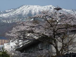 P1020049 桜