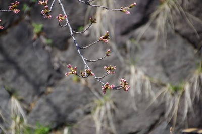 IMGP3826 桜のつぼみ