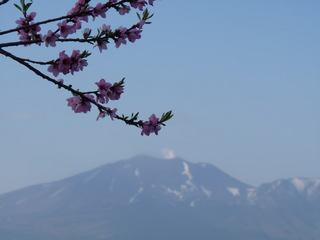P1020151 白根山と桜