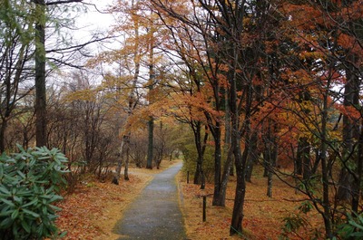 IMGP9284　紅葉