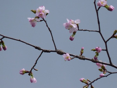P1150586 桜