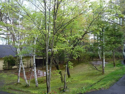 P1150964 新緑