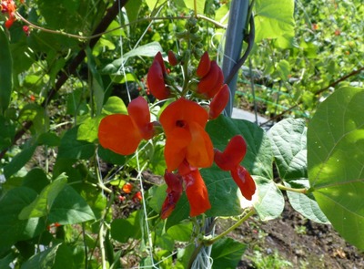 P1170482 花いんげんの花