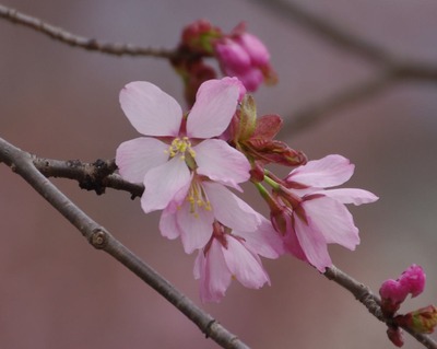 IMGP1769　桜