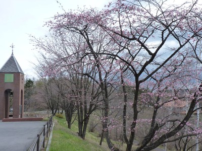 P1210771　桜